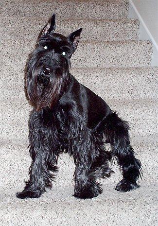 A dog image from https://images.dog.ceo/breeds/schnauzer/n02097209_548.jpg