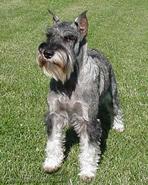 A dog image from https://images.dog.ceo/breeds/schnauzer/n02097209_585.jpg