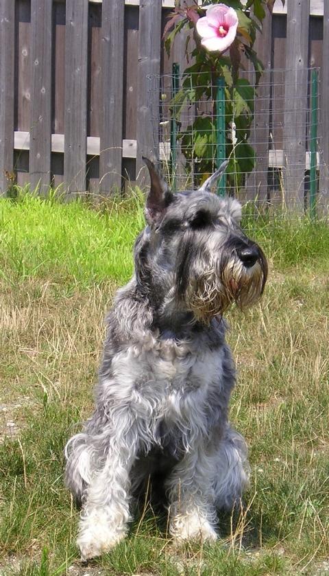 A dog image from https://images.dog.ceo/breeds/schnauzer/n02097209_597.jpg