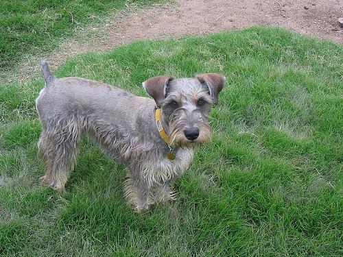 A dog image from https://images.dog.ceo/breeds/schnauzer/n02097209_632.jpg