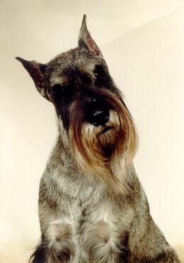 A dog image from https://images.dog.ceo/breeds/schnauzer/n02097209_66.jpg