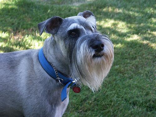 A dog image from https://images.dog.ceo/breeds/schnauzer/n02097209_675.jpg