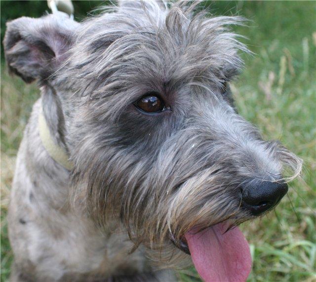 A dog image from https://images.dog.ceo/breeds/schnauzer/n02097209_737.jpg