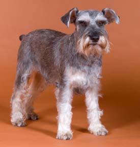 A dog image from https://images.dog.ceo/breeds/schnauzer/n02097209_743.jpg