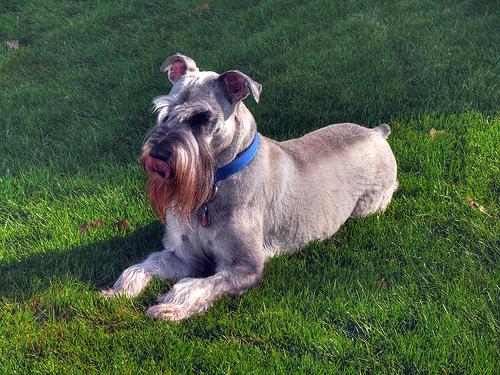 A dog image from https://images.dog.ceo/breeds/schnauzer/n02097209_746.jpg