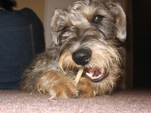 A dog image from https://images.dog.ceo/breeds/schnauzer/n02097209_8.jpg