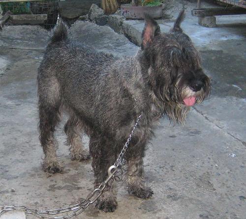 A dog image from https://images.dog.ceo/breeds/schnauzer/n02097209_863.jpg