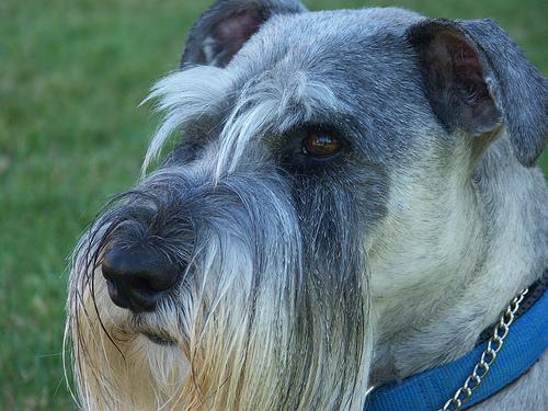 A dog image from https://images.dog.ceo/breeds/schnauzer/n02097209_908.jpg