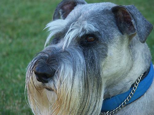 A dog image from https://images.dog.ceo/breeds/schnauzer/n02097209_96.jpg