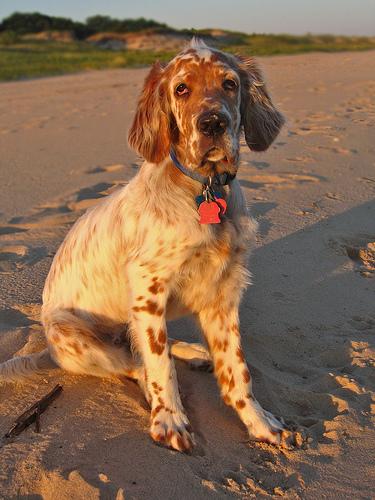 A dog image from https://images.dog.ceo/breeds/setter-english/n02100735_10147.jpg