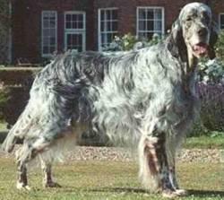 A dog image from https://images.dog.ceo/breeds/setter-english/n02100735_2684.jpg