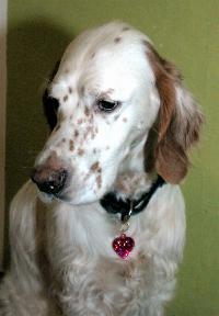 A dog image from https://images.dog.ceo/breeds/setter-english/n02100735_3348.jpg