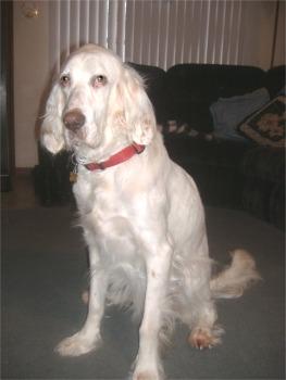 A dog image from https://images.dog.ceo/breeds/setter-english/n02100735_3546.jpg