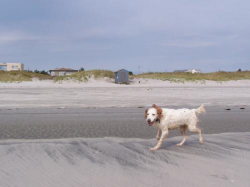 A dog image from https://images.dog.ceo/breeds/setter-english/n02100735_3709.jpg