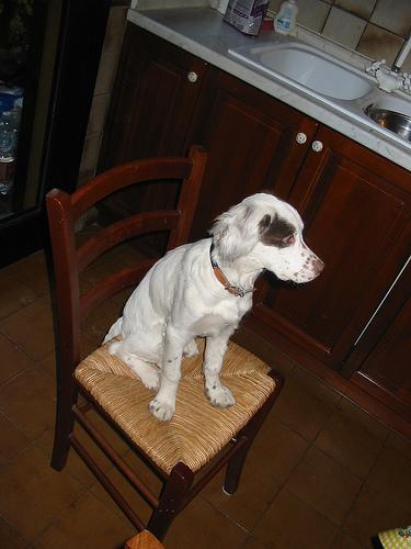 A dog image from https://images.dog.ceo/breeds/setter-english/n02100735_3777.jpg