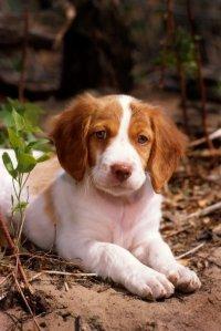 A dog image from https://images.dog.ceo/breeds/setter-english/n02100735_3942.jpg