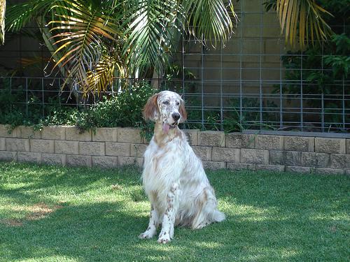 A dog image from https://images.dog.ceo/breeds/setter-english/n02100735_4208.jpg