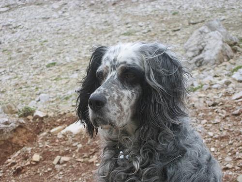 A dog image from https://images.dog.ceo/breeds/setter-english/n02100735_4333.jpg