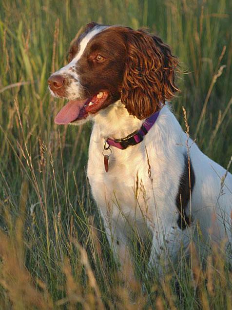 A dog image from https://images.dog.ceo/breeds/setter-english/n02100735_4540.jpg