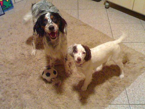 A dog image from https://images.dog.ceo/breeds/setter-english/n02100735_5024.jpg