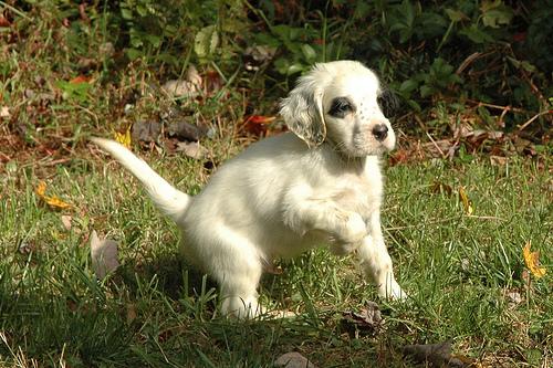 A dog image from https://images.dog.ceo/breeds/setter-english/n02100735_5353.jpg