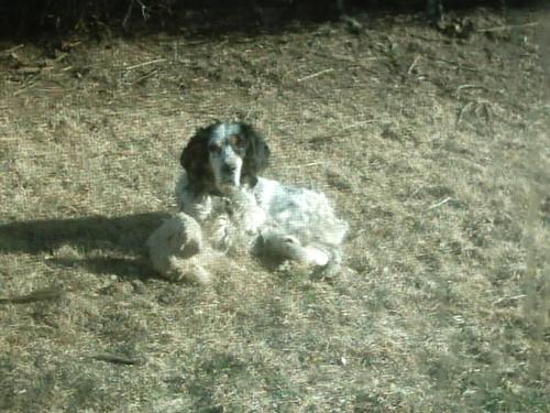 A dog image from https://images.dog.ceo/breeds/setter-english/n02100735_5852.jpg