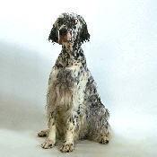 A dog image from https://images.dog.ceo/breeds/setter-english/n02100735_6658.jpg