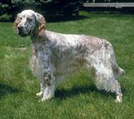 A dog image from https://images.dog.ceo/breeds/setter-english/n02100735_6660.jpg