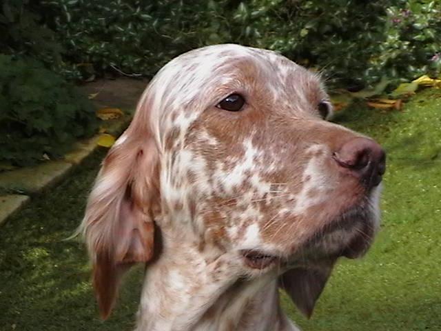 A dog image from https://images.dog.ceo/breeds/setter-english/n02100735_6707.jpg