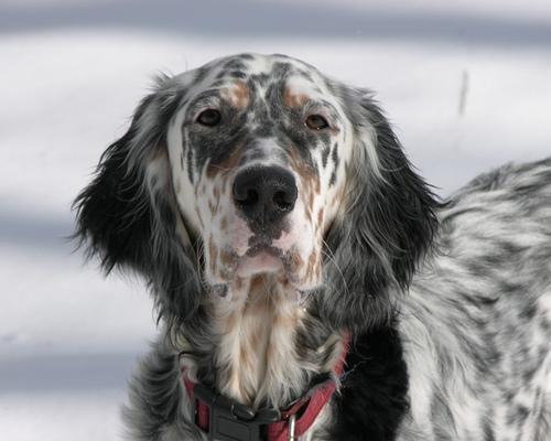 A dog image from https://images.dog.ceo/breeds/setter-english/n02100735_6886.jpg