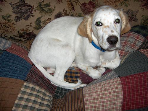 A dog image from https://images.dog.ceo/breeds/setter-english/n02100735_8272.jpg