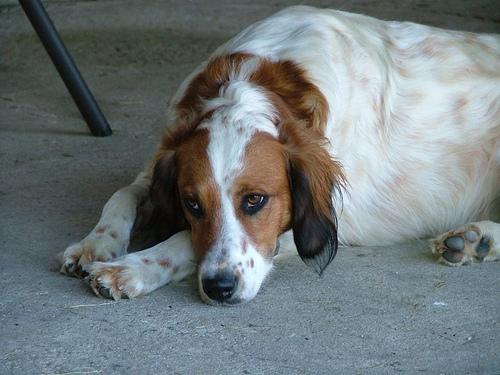 A dog image from https://images.dog.ceo/breeds/setter-english/n02100735_8326.jpg