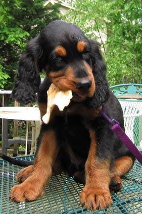 A dog image from https://images.dog.ceo/breeds/setter-gordon/n02101006_1160.jpg