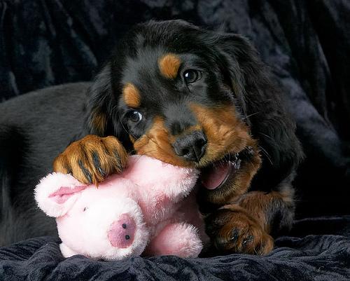 A dog image from https://images.dog.ceo/breeds/setter-gordon/n02101006_1208.jpg