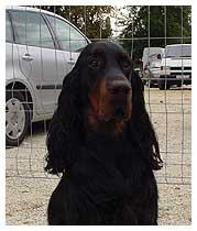 A dog image from https://images.dog.ceo/breeds/setter-gordon/n02101006_1249.jpg