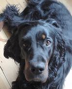 A dog image from https://images.dog.ceo/breeds/setter-gordon/n02101006_135.jpg