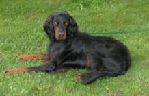 A dog image from https://images.dog.ceo/breeds/setter-gordon/n02101006_1435.jpg