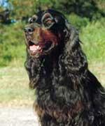 A dog image from https://images.dog.ceo/breeds/setter-gordon/n02101006_228.jpg