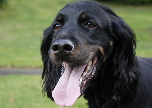 A dog image from https://images.dog.ceo/breeds/setter-gordon/n02101006_2414.jpg