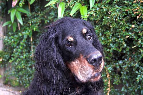 A dog image from https://images.dog.ceo/breeds/setter-gordon/n02101006_2540.jpg