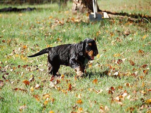 A dog image from https://images.dog.ceo/breeds/setter-gordon/n02101006_2902.jpg