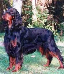 A dog image from https://images.dog.ceo/breeds/setter-gordon/n02101006_296.jpg