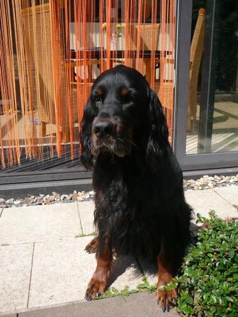 A dog image from https://images.dog.ceo/breeds/setter-gordon/n02101006_299.jpg