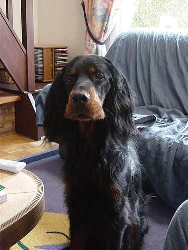 A dog image from https://images.dog.ceo/breeds/setter-gordon/n02101006_3288.jpg