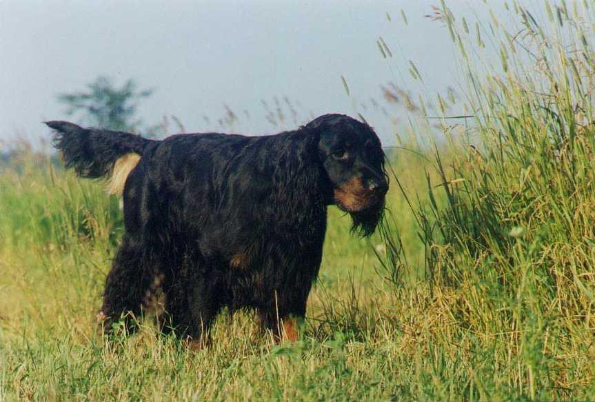 A dog image from https://images.dog.ceo/breeds/setter-gordon/n02101006_3422.jpg