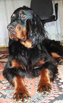 A dog image from https://images.dog.ceo/breeds/setter-gordon/n02101006_3766.jpg