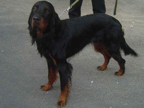 A dog image from https://images.dog.ceo/breeds/setter-gordon/n02101006_3807.jpg