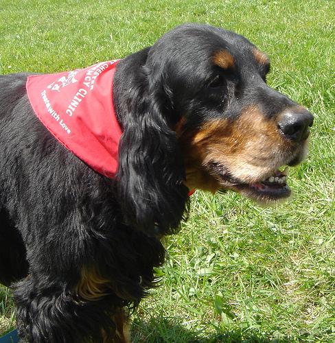 A dog image from https://images.dog.ceo/breeds/setter-gordon/n02101006_4418.jpg