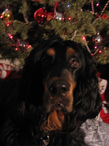 A dog image from https://images.dog.ceo/breeds/setter-gordon/n02101006_585.jpg