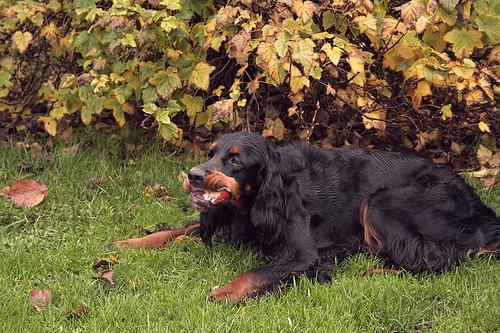 A dog image from https://images.dog.ceo/breeds/setter-gordon/n02101006_7022.jpg